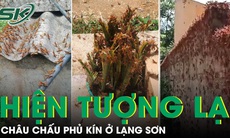 Hàng vạn con châu chấu phủ kín tường ở Lạng Sơn