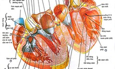 Biện pháp điều trị và dự phòng tái phát thấp tim