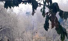 Ninh Thuận huy động lực lượng chữa cháy rừng