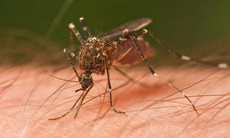Phát hiện ca bệnh viêm não ngựa miền đông do muỗi truyền tại Pasco nước Mỹ