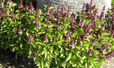 Húng quế chữa được những bệnh gì?