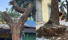 Hà Nội: Hàng loạt cây xanh lâu năm trên phố Duy Tân bị cắt trụi ngọn, trồi gốc