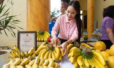 Sản phẩm chuối Vân Nam cho thu tiền tỷ mỗi năm