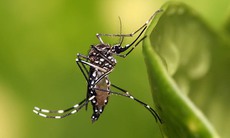 WHO cảnh báo, sốt xuất huyết lây lan sang nhiều quốc gia
gánh nặng của bệnh bị đánh giá thấp 