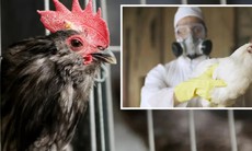 Nguy cơ bùng phát dịch cúm gia cầm H7N9 gần Melbourne