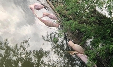 Xác định thủ phạm vứt 20 con lợn chết xuống sông