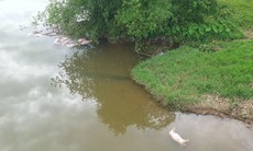 Truy tìm thủ phạm vứt 20 con lợn chết xuống sông