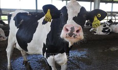 Những điều cần biết về cúm gia cầm lây cho bò sữa và người