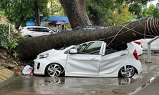 Ô tô mới mua bị cây xà cừ bật gốc đè bẹp rúm sau mưa lớn