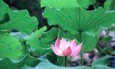 3 vị thuốc giúp giải nhiệt cho cơ thể