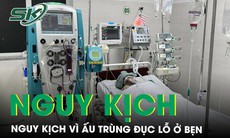 Người phụ nữ nguy kịch do ấu trùng sốt mò đục lỗ ở bẹn