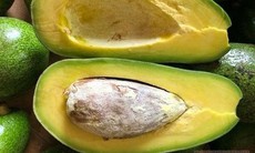 Ai không nên ăn quả bơ?
