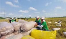 Giá gạo xuất khẩu giảm nhẹ