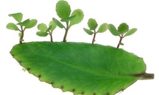 13 bài thuốc chữa bệnh từ cây sống đời