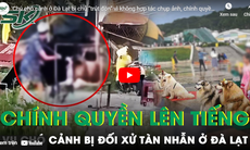 Chú chó cảnh ở Đà Lạt bị chủ 'trút đòn' vì không hợp tác chụp ảnh, chính quyền địa phương nói gì?