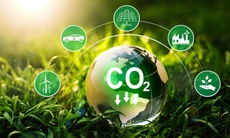 Khi nào người trồng rừng có thể bán tín chỉ carbon, thu về hàng triệu USD mỗi năm?