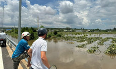 Mưa lớn kéo dài, 400ha thanh long ở Bình Thuận chìm trong biển nước