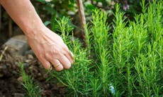 Mẹo khử mùi cơ thể bằng nguyên liệu tự nhiên