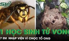 Chọc tổ ong đất, 7 học sinh nhập viện, có 1 em tử vong 