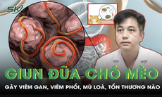 Giun đũa chó mèo nguy hiểm như thế nào đến cơ thể?