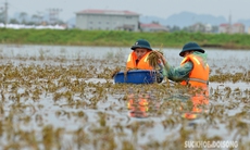 Bộ đội ngâm mình trong nước lũ hỗ trợ nông dân Chương Mỹ gặt lúa