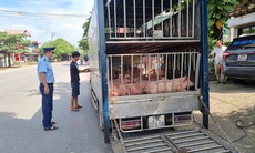 Chở gần 800kg lợn chết nghi nhiễm bệnh đi tiêu thụ