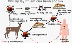 Thuốc nào điều trị sốt mò?