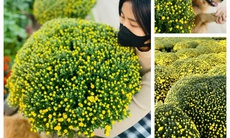 Cúc mâm xôi xuống phố 'chào Tết' sớm