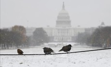 Thủ đô Washington ban bố tình trạng khẩn cấp do tuyết rơi