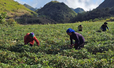 Dược liệu quý - Chìa khoá phát triển kinh tế bền vững vùng núi