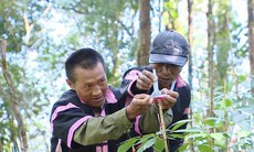 Phát triển dược liệu: Hướng đi chiến lược giúp vùng cao thoát nghèo