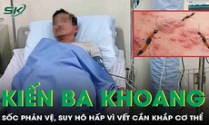 Kiến ba khoang cắn khắp cơ thể, người đàn ông sốc phản vệ nguy kịch