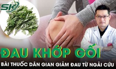 Ngải cứu chữa đau khớp gối, bài thuốc dân gian cực hiệu quả