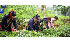 Khai thác dược liệu: Hướng tới công nghiệp hóa và nâng cao giá trị gia tăng
