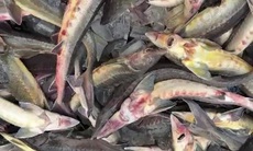 Lũ ống làm chết khoảng 45 tấn cá tầm của người dân ở Măng Đen