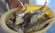 9 người ngộ độc cá nóc, một người có nguy cơ tử vong