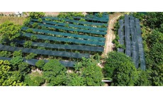 Phát triển dược liệu gắn với sinh kế bền vững dưới tán rừng