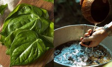 Lá trầu không giúp giảm viêm, kháng khuẩn và trị gàu