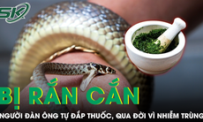Đắp lá thuốc chữa rắn cắn, người đàn ông trẻ qua đời thương tâm