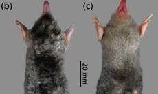 Phát hiện loài chuột chũi, động vật còn nhiều bí ẩn dưới lòng đất Pù Luông