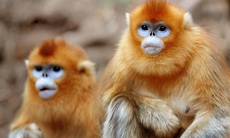 Loài vật quý hiếm trở thành 'đại sứ' mới của Trung Quốc