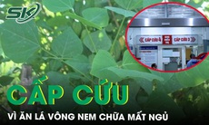 Cấp cứu vì tự ăn lá vông nem chữa mất ngủ 