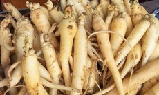 Đảng sâm – Dược liệu quý được ưu tiên phát triển ở tỉnh Quảng Ngãi