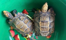 Phát hiện hai cá thể rùa quý hiếm trong khuôn viên đền