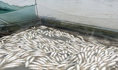 Nhiều hộ nuôi cá lồng ven sông Bồ có nguy cơ trắng tay sau mưa lũ
