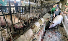 Chập điện máy sưởi ấm đàn lợn, trang trại chăn nuôi bốc cháy