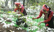 Y học cổ truyền hồi sinh từ núi rừng Tây Bắc