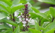 4 lý do nên ăn lá húng quế khi thời tiết lạnh