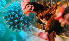 Chuyên gia cảnh báo cúm gia cầm A/H9N2 có thể gây đại dịch ở người