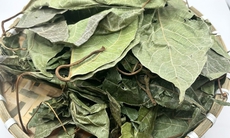 Uống lá sung khô hàng ngày có tốt không?